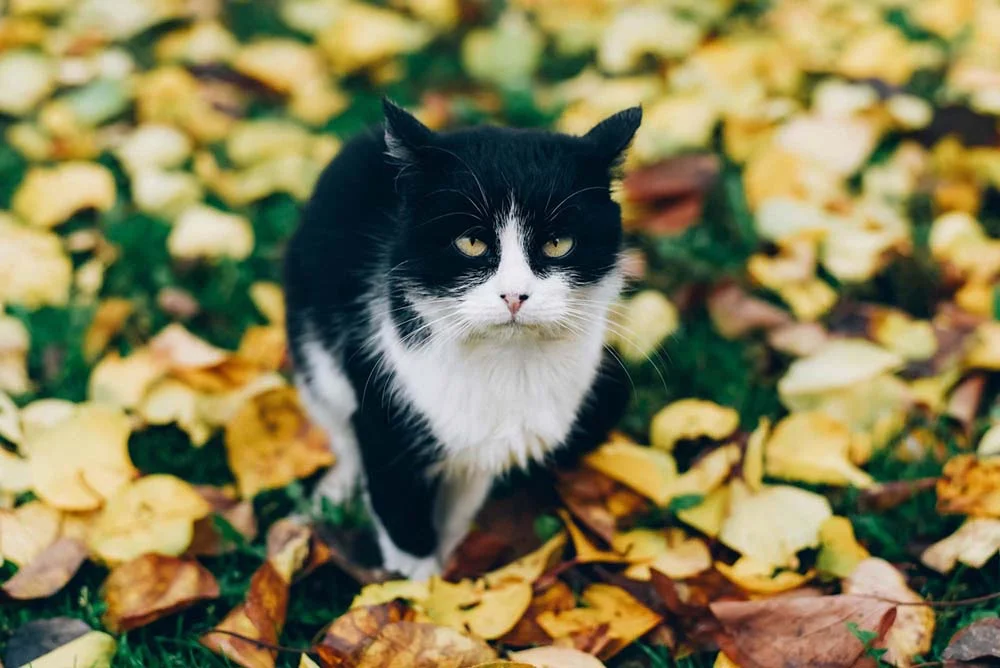 Gato preto e branco em campo florido