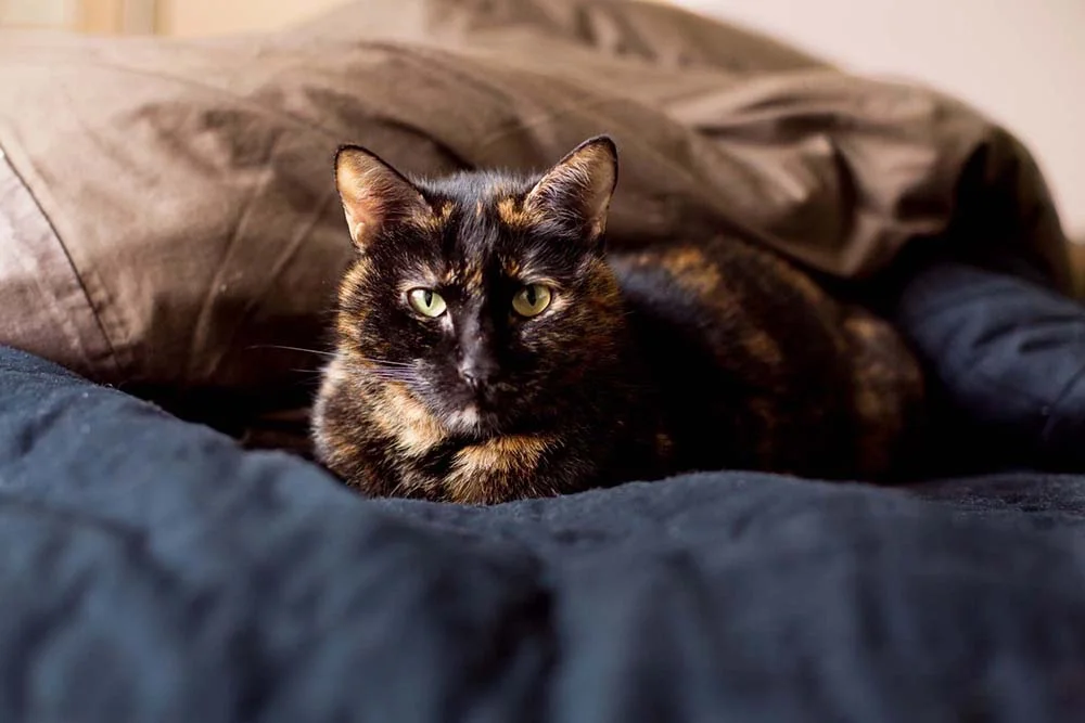 O gato preto e amarelo - famoso escaminha - é mais introvertido