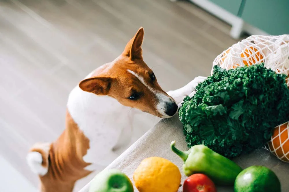 Pode colocar verduras e legumes para cachorro na sua lista de compras!