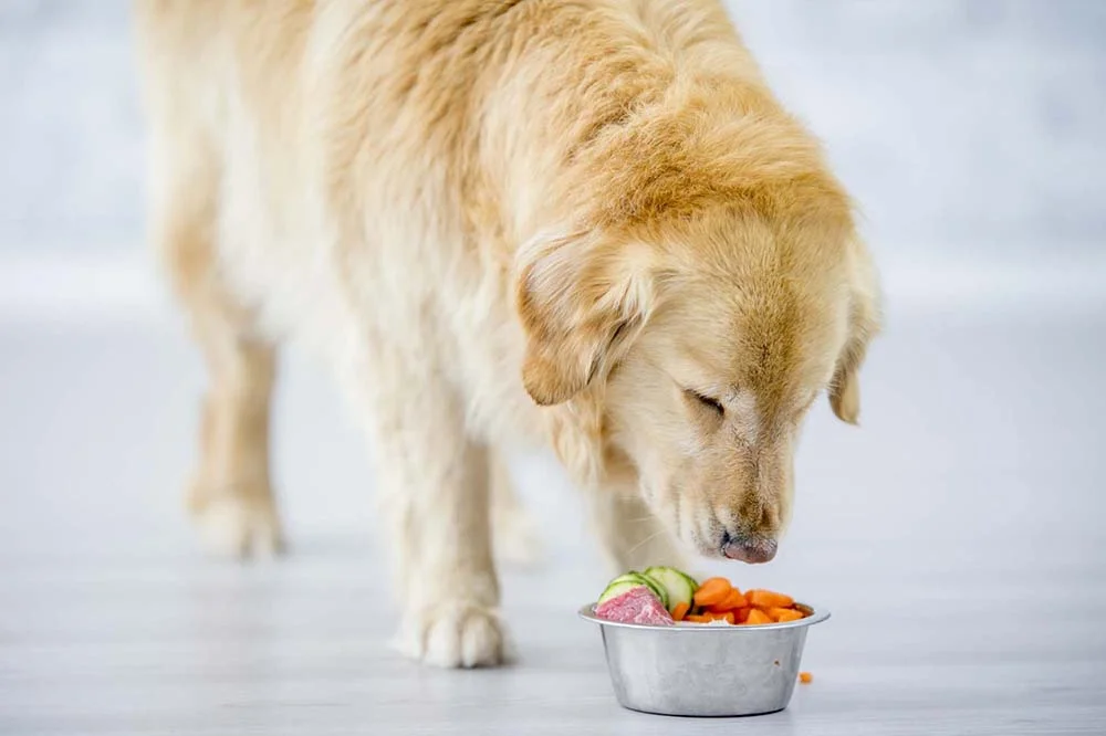 Verduras e legumes que cachorro pode comer são ótimos complementos para a ração