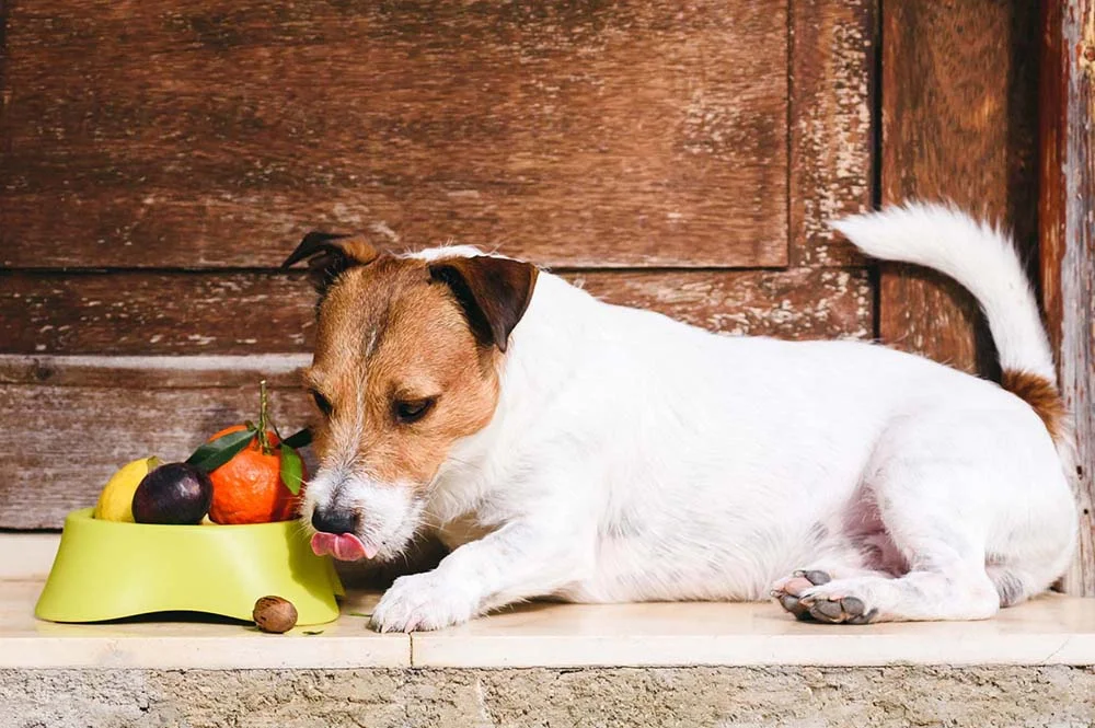 Verduras, frutas e legumes para cachorro ajudam a manter a saúde do animal em dia