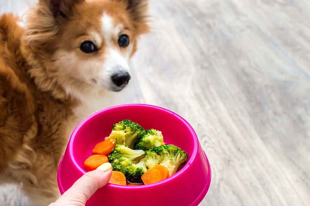 Cachorro pode comer brócolis, couve, abobrinha e muitos outros alimentos saudáveis!