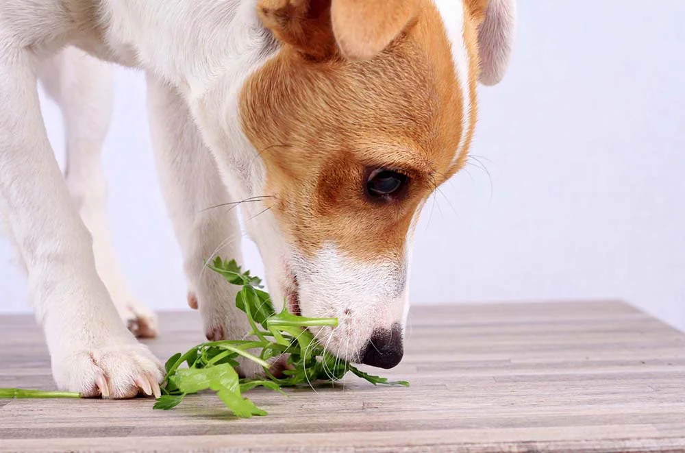 Você pode dar para cachorro verduras como agrião, alface e espinafre