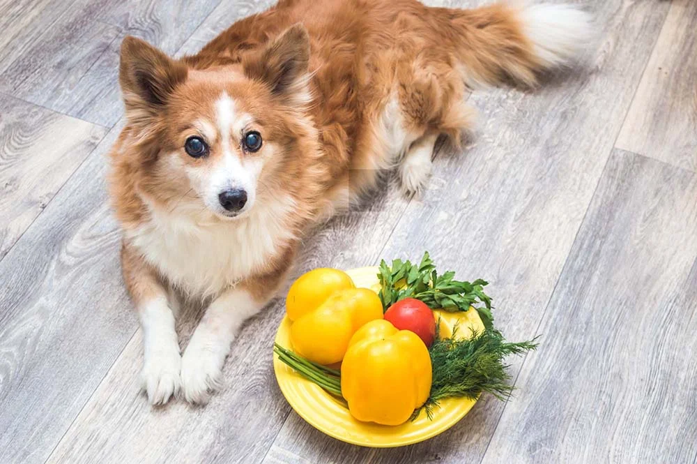 Verduras e legumes para cachorro são opções deliciosas de petisco que seu pet vai amar