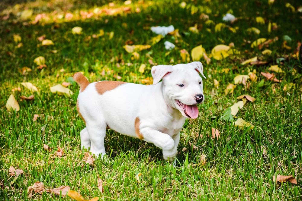 Pitbull filhote branco e caramelo passeando ao ar livre