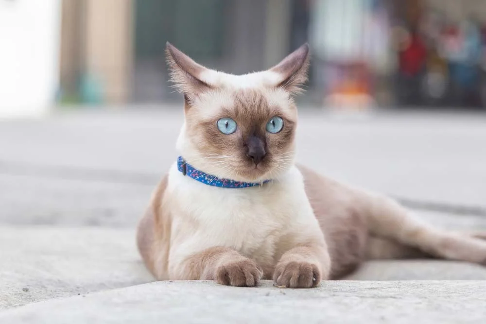 Fotos de gatos Siamês sempre nos fazem apaixonar por seus olhos azuis