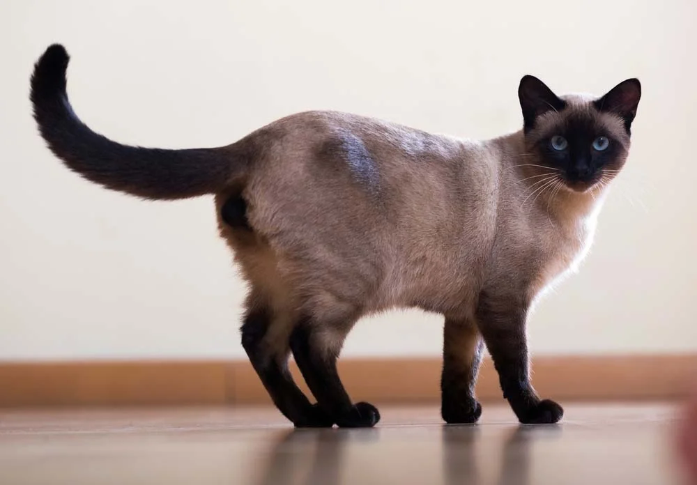 Nas fotos de gatos siameses da para ver as extremidades mais escuras que o resto do corpo