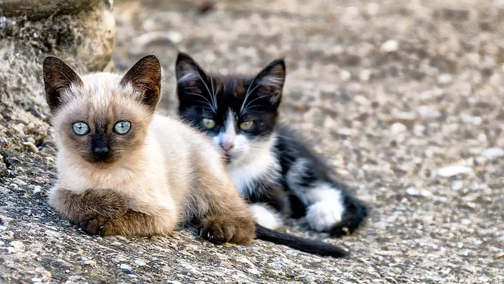 Existe filhote de gato Siamês branco, preto, cinza ou outras cores