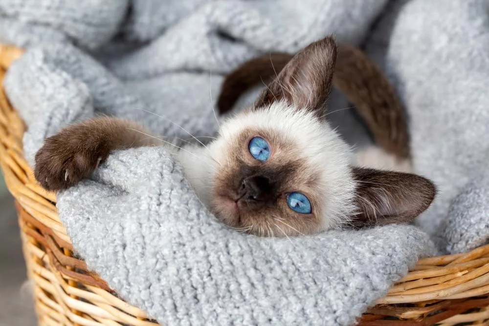 Fotos de gatos siameses filhotes - original ou vira-lata - sempre destacam seus olhos azuis marcantes