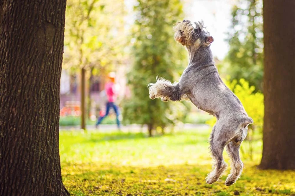 O cachorro Schnauzer gigante precisa de atividades físicas intensas