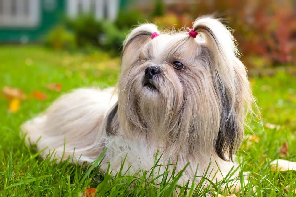 O Shih Tzu é um cachorro peludo e pequeno amado pelos brasileiros