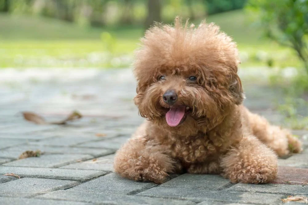 O Poodle Toy é um cachorro peludo pequeno muito inteligente e dócil