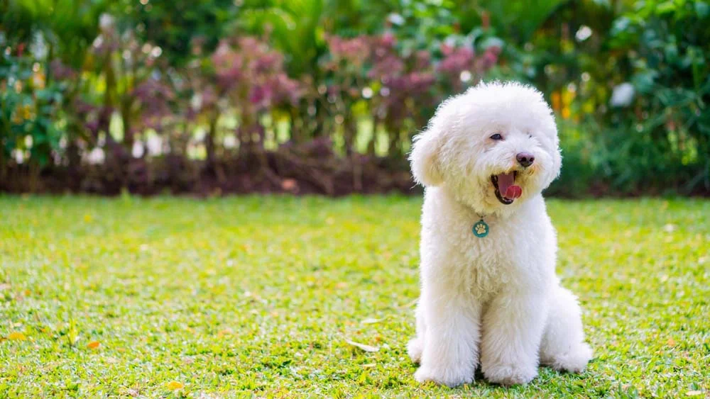 Raça de cachorro pequeno peludo: Poodle é uma ótima companhia para crianças e idosos