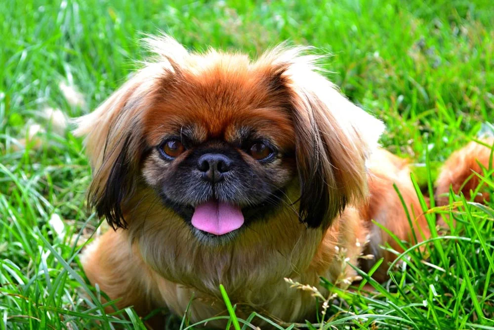 O Pequinês é uma das raças de cachorro pequeno e peludo mais companheiras que existem