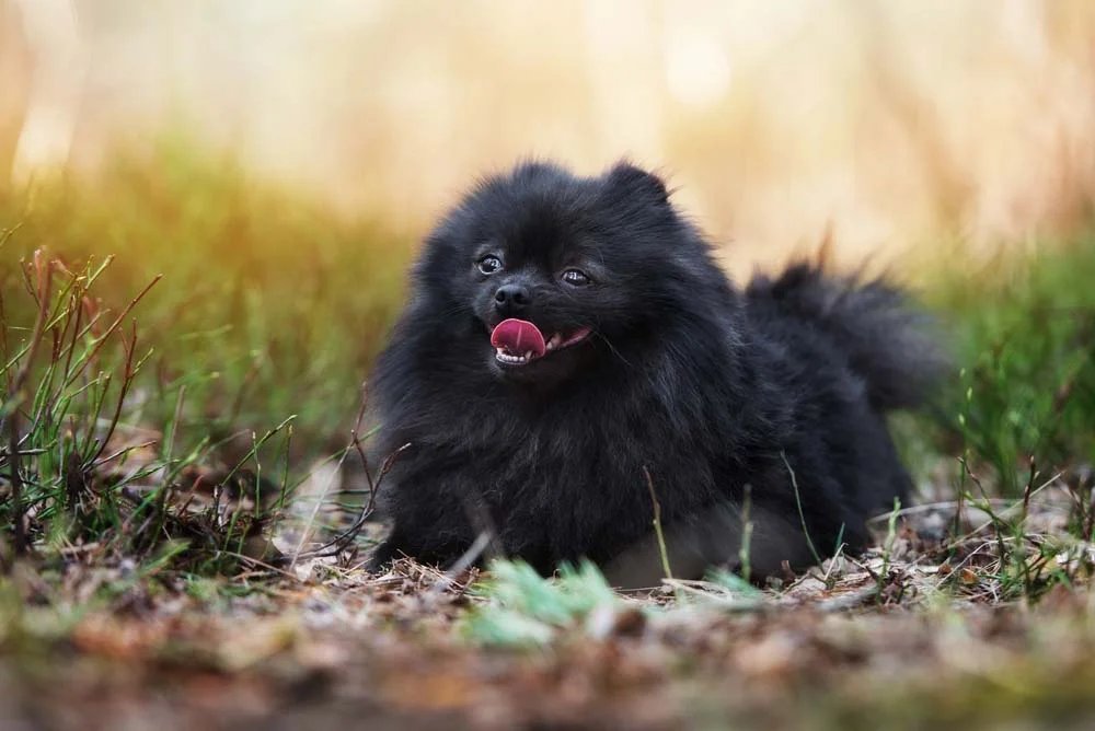 O Lulu da Pomerânia é uma raça de cachorro pequeno peludo que pode ser bem teimoso