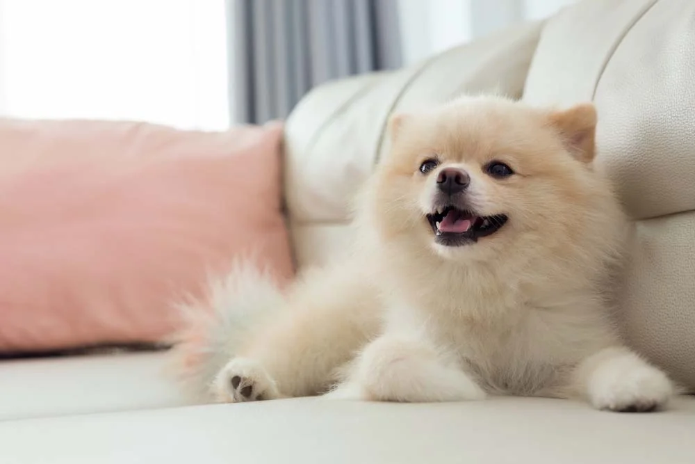 O Pequinês é uma das raças de cachorro pequeno e peludo perfeitas para quem vive em espaços pequenos