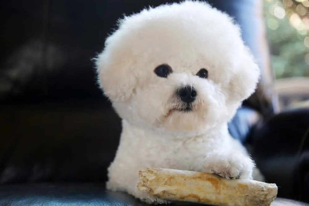 Bicchon Frisé, o cachorro de raça pequeno peludo que parece uma bola de algodão