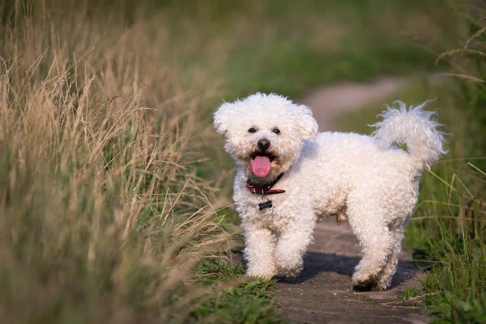 O Bichon Frisé é um cachorro peludo e pequeno muito inteligente e sociável