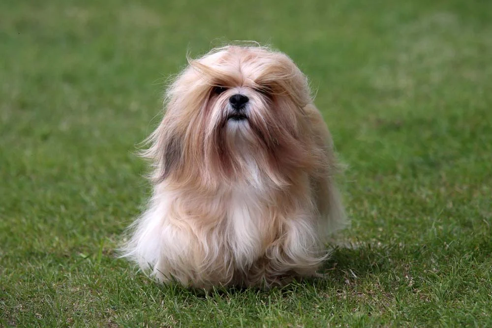 Raça de cachorro pequeno peludo: o Lhasa Apso tem um instinto de cão de guarda e está sempre alerta