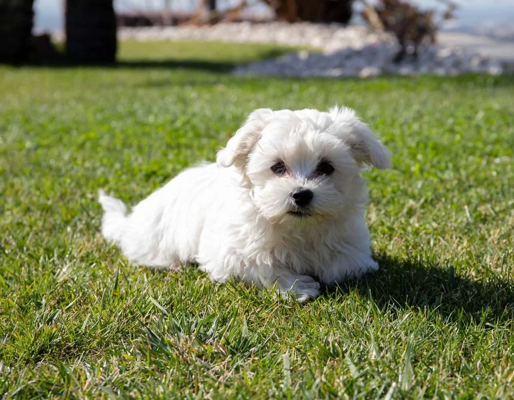A raça de cachorro pequeno peludo Maltês é conhecido por seus pelos fofos e branquinhos