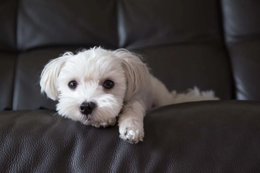 O Maltês é um cachorro peludo e pequeno que ama um carinho e se dá bem com todos
