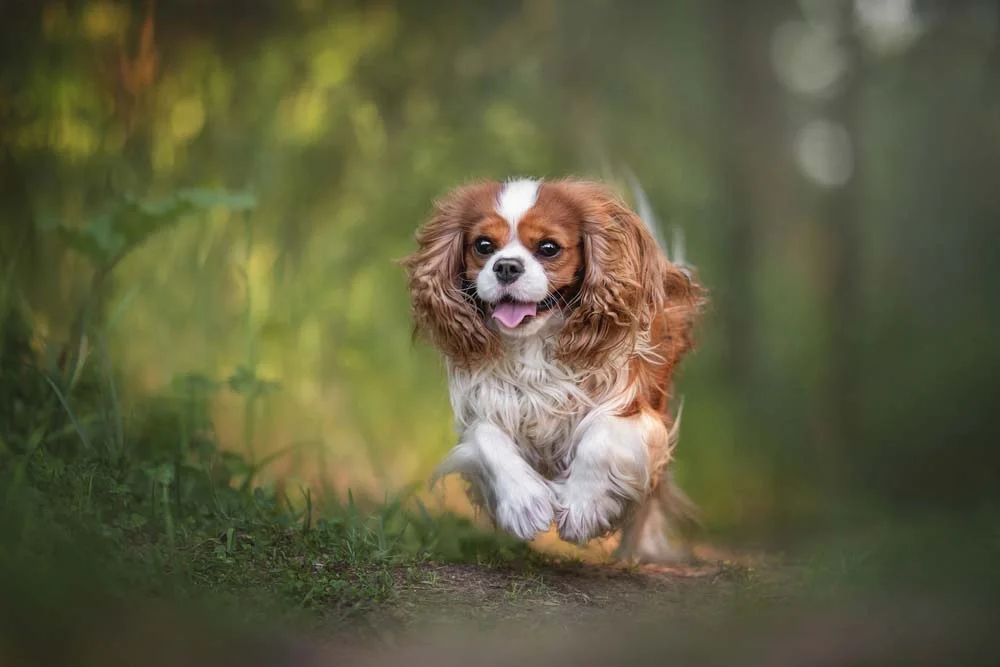 O Cavalier King Charles Spaniel é um cachorro pequeno e peludo muito obediente e fofo