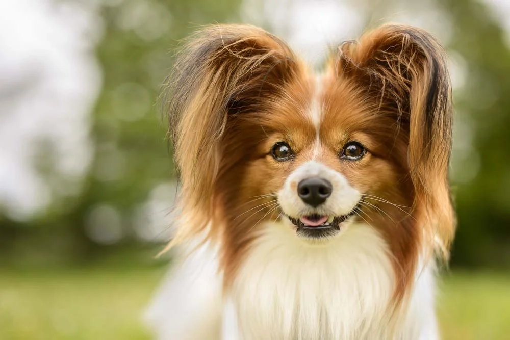 Essa raça de cachorro pequeno e peludo nas orelhas precisa de cuidados específicos na região para evitar infecções