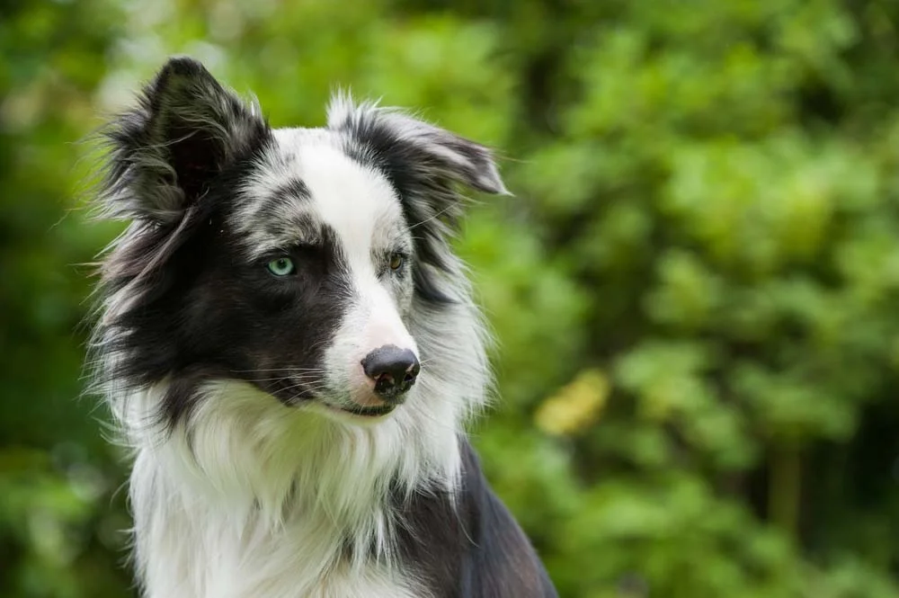 Border Collie azul merle: cachorro com o gene pode ter heterocromia