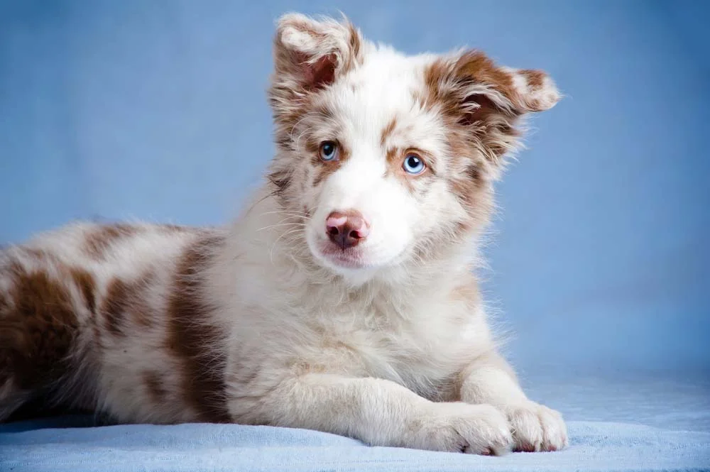 O Border Collie red merle filhote é companheiro e cheio de energia