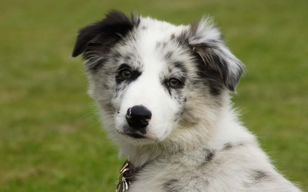 Border Collie blue merle: cada cãozinho apresentará a característica de uma forma única