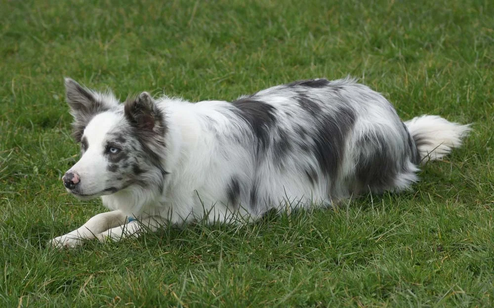 Pelagem do Border Collie azul merle precisa de cuidados com escovação como qualquer outro cãozinho