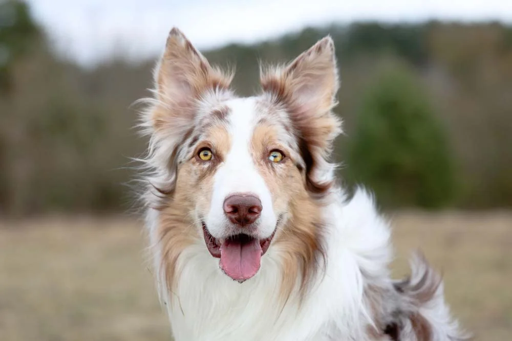 O Border Collie red merle possui uma aparência apaixonante