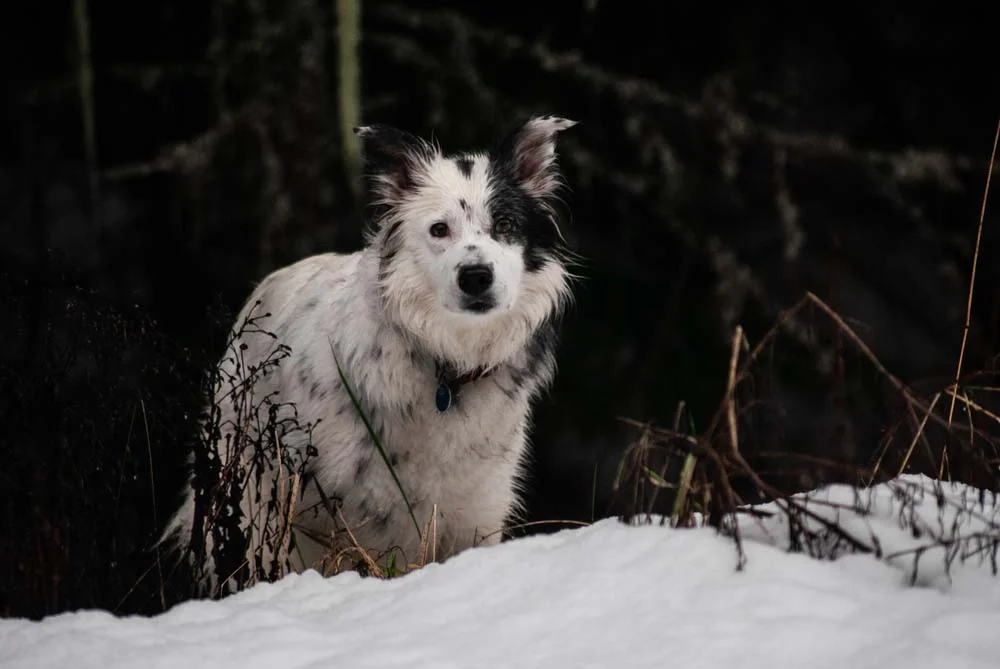 Border Collie merle pode ser bicolor ou tricolor