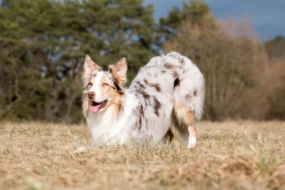 O Border Collie red merle terá manchas marrons no corpo