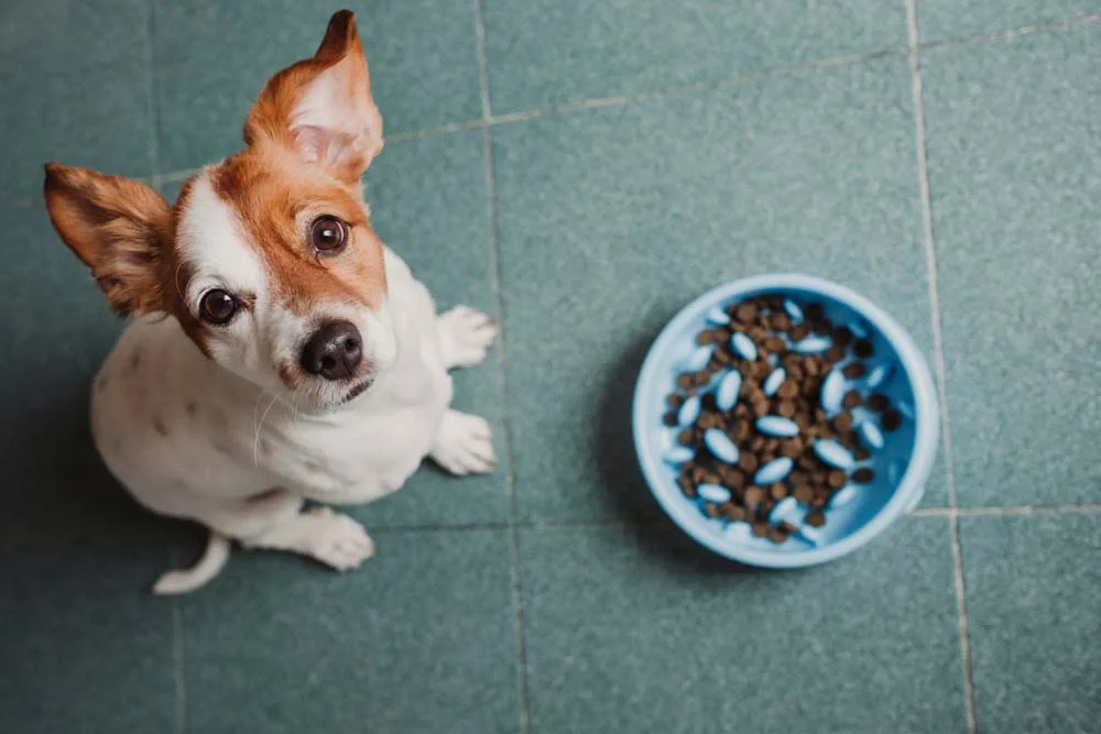 O comedouro lento para cachorro é indicado para cães que comem muito rápido