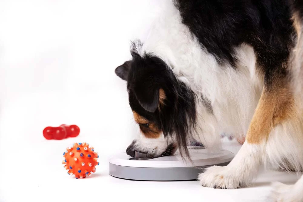 O comedouro para cachorro automático é programado para liberar a comida em horários específicos