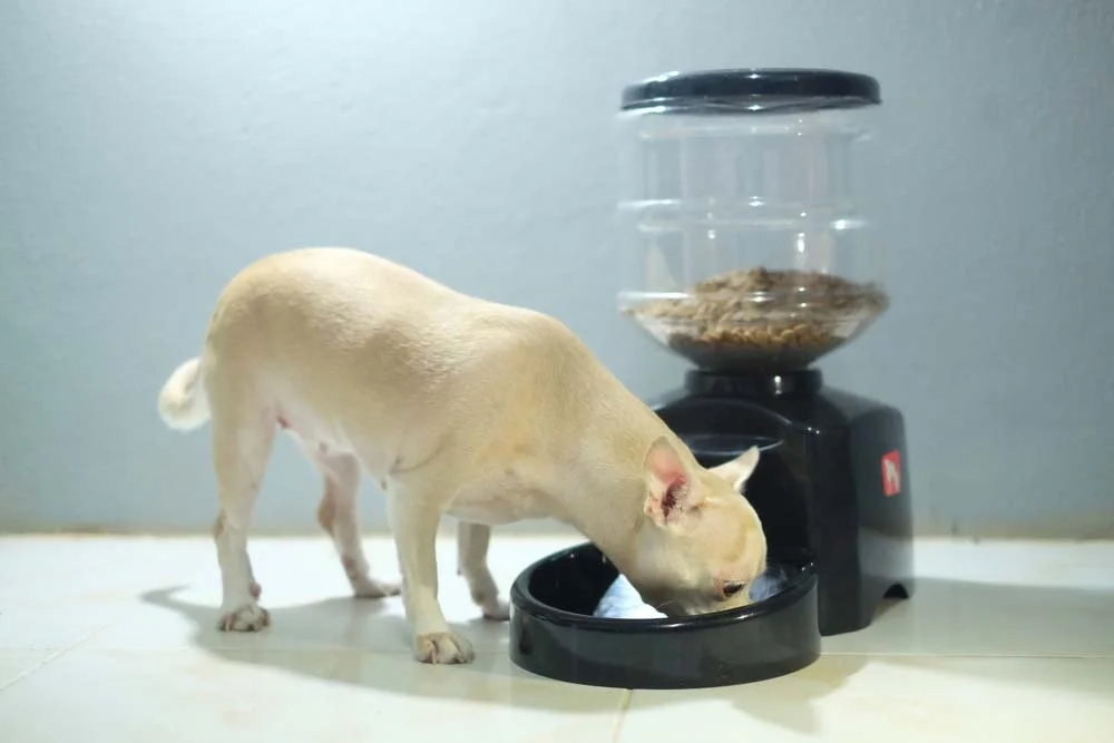 O comedouro para cachorro com dispenser é uma opção de armazenamento de comida