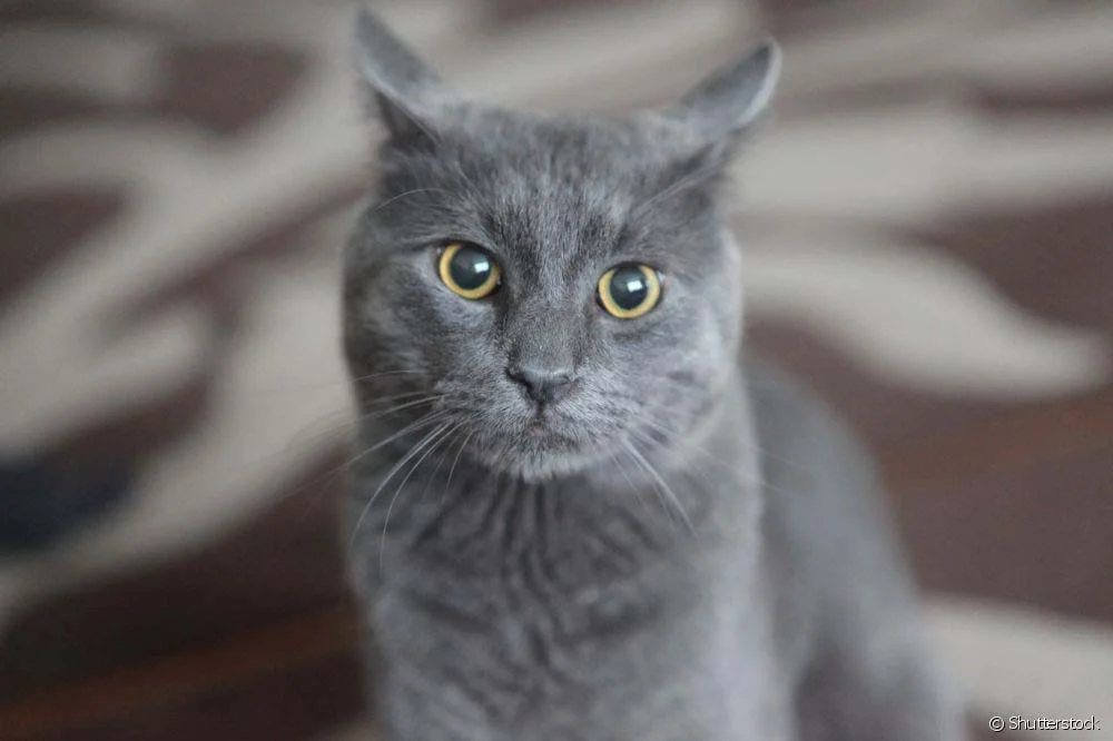 O gato Chartreux, assim como qualquer bichinho de estimação, requer alguns cuidados