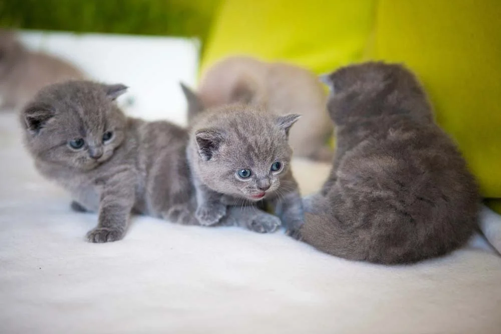 Chatreux filhote: raça de gato cinza nasce com os olhos verdes-azulados , que depois adquirem um tom amarelado