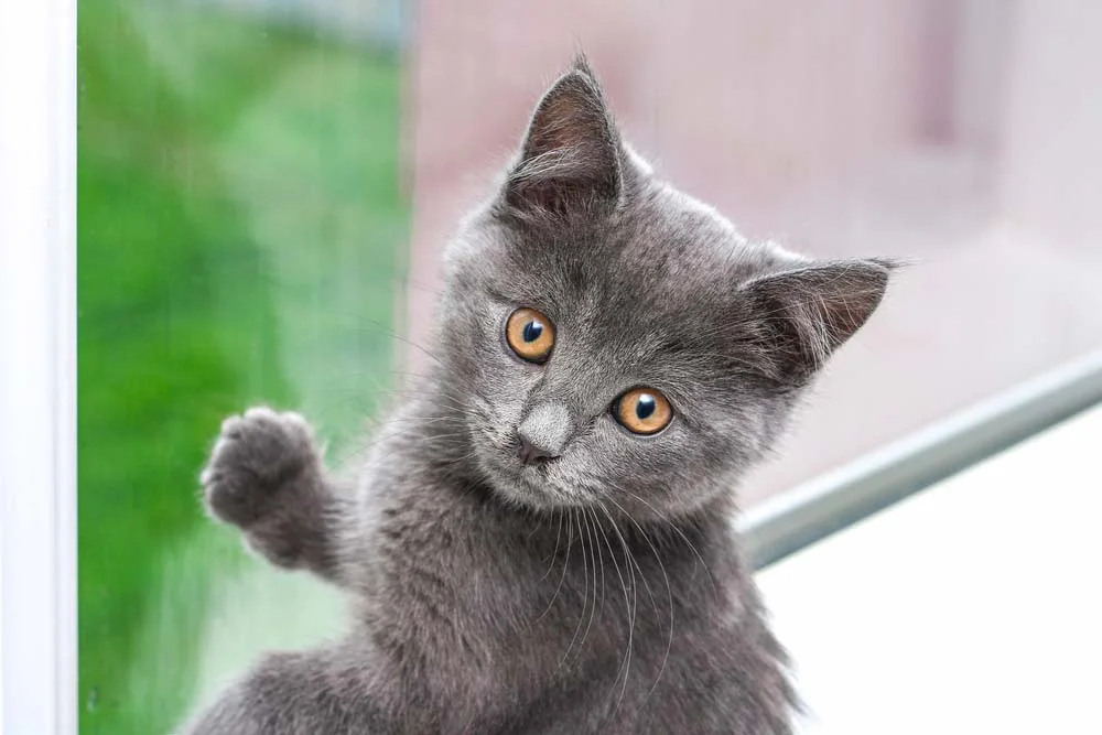 O filhote de gato Chartreux demonstra sua inteligência desde cedo