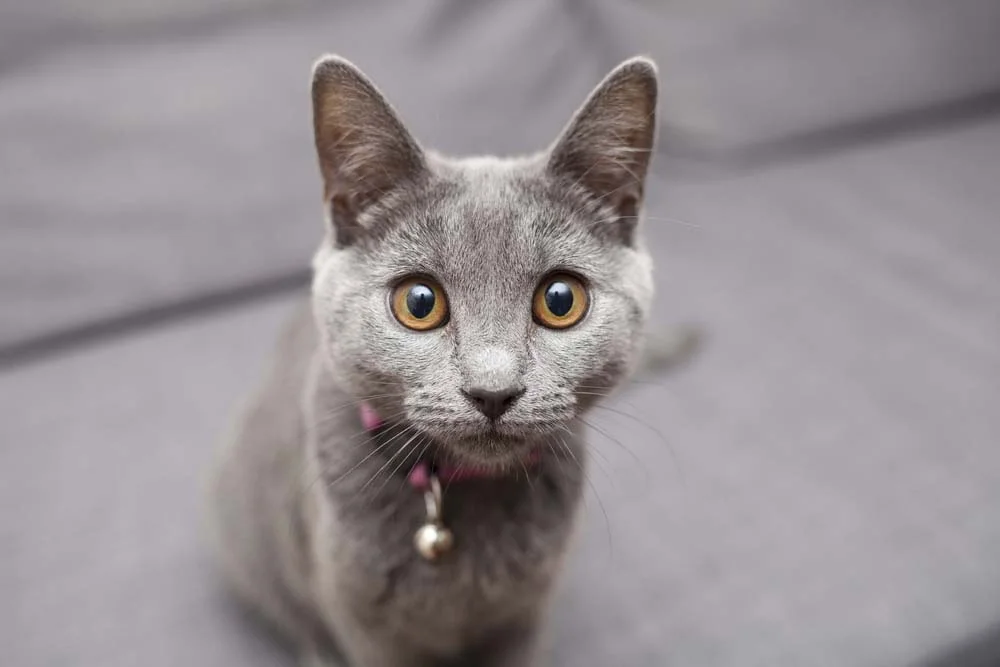 Curioso, o filhote de gato Chartreux está de olho em tudo que acontece