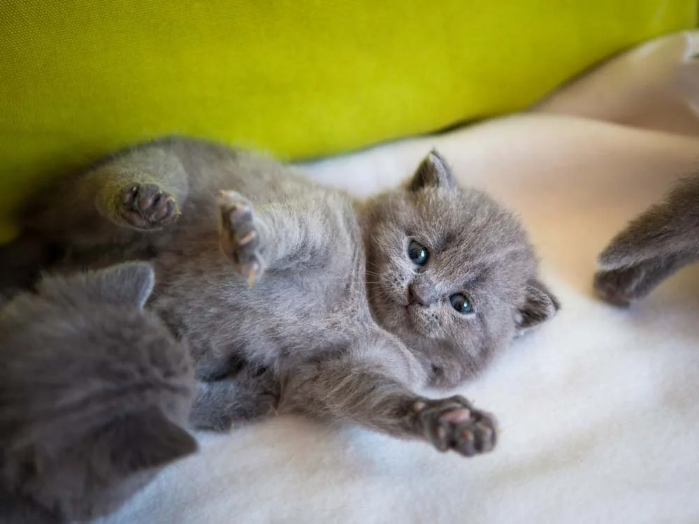 O preço de gato Chartreux filhote pode chegar a R$ 6 mil