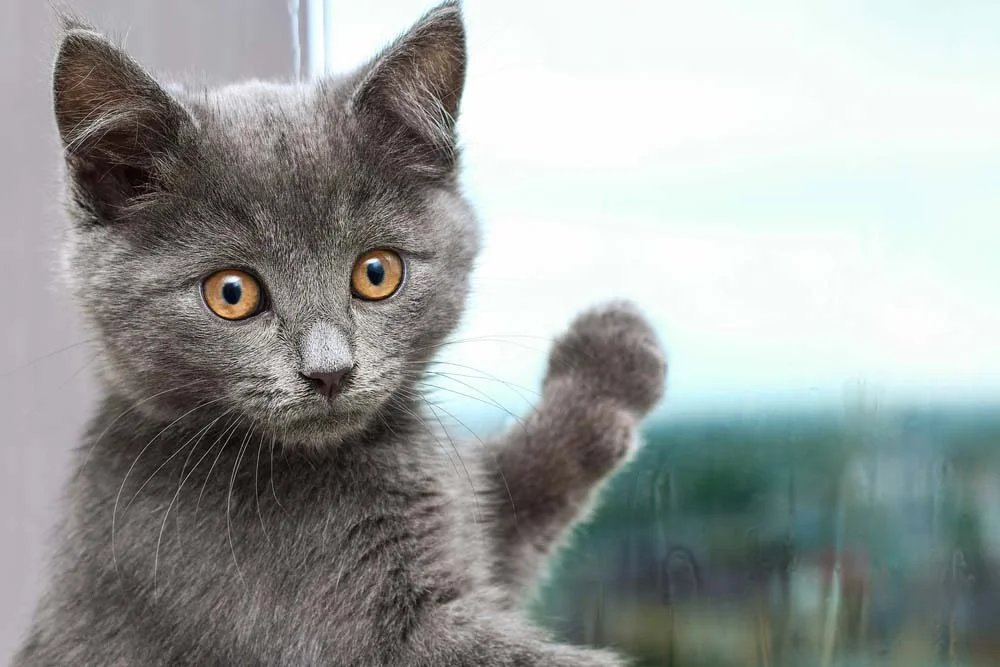 Para ter um Chartreux filhote, é fundamental procurar um gatil específico da raça de gato cinza