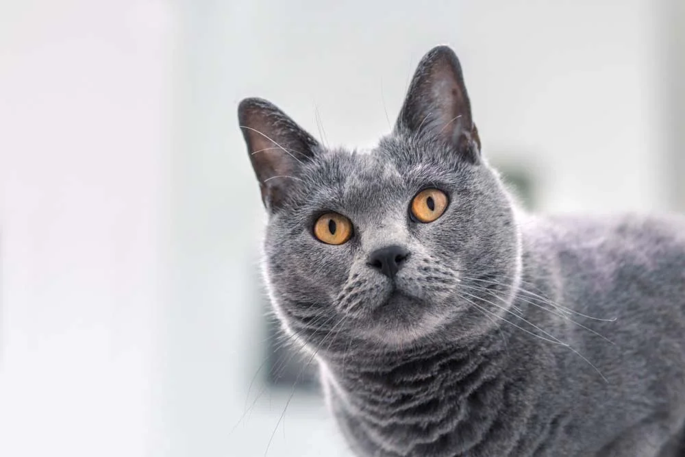 Chartreux: o gato cinza com olho amarelo encanta qualquer um