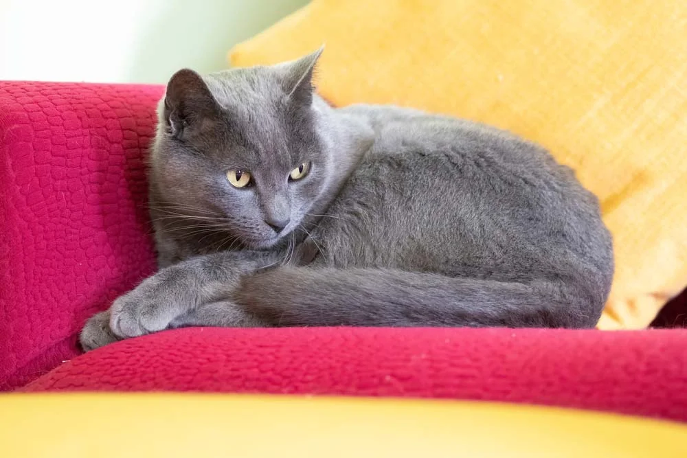 O gato cinza Chartreux tem um olhar penetrante