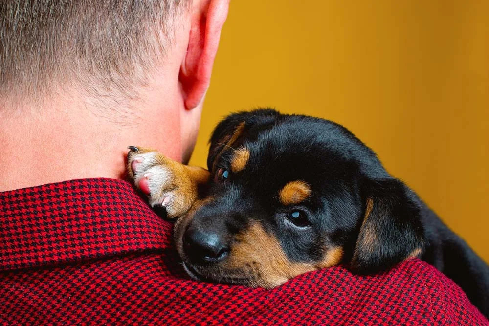 Rottweiler: personalidade corajosa do cachorro é sinônimo de lealdade com seu tutor