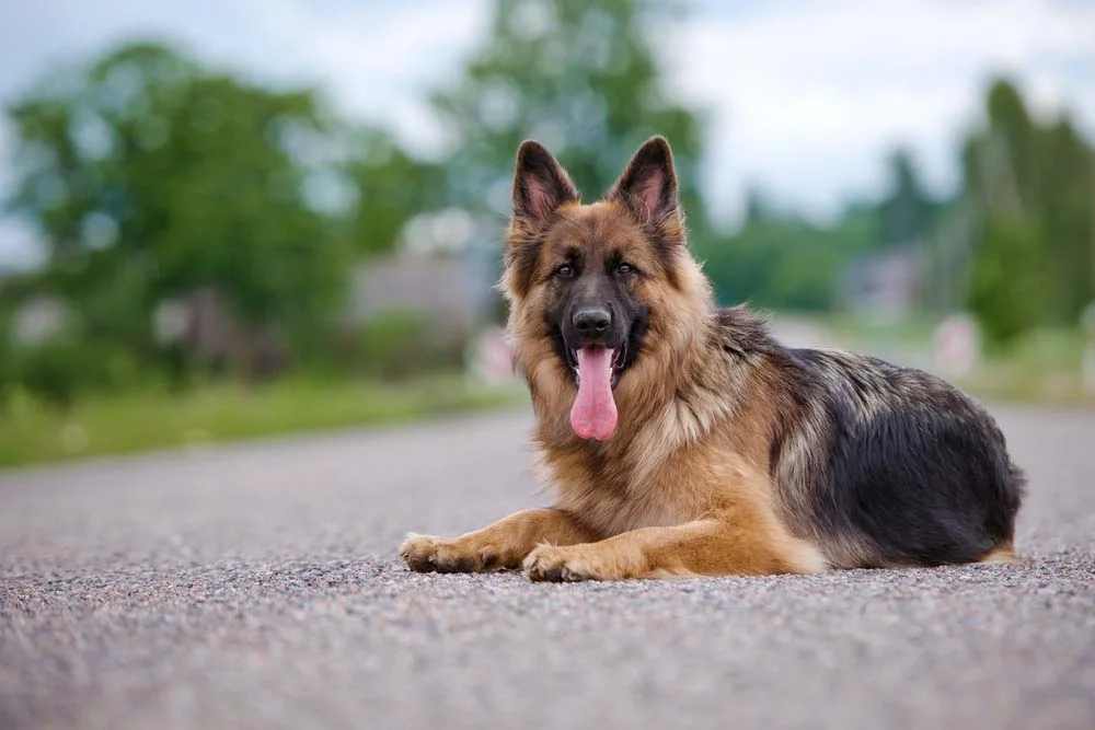 O Pastor Alemão é um cachorro de orelha grande e rígida, que parece estar sempre alerta
