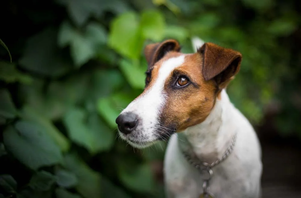 A orelha de cachorro Fox Terrier é levantada, mas sua ponta dobra, sendo assim semi-ereta
