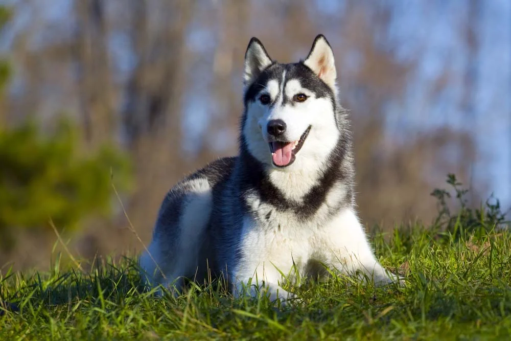 O Husky Siberiano é um exemplo de raça de cachorro com orelha pontuda