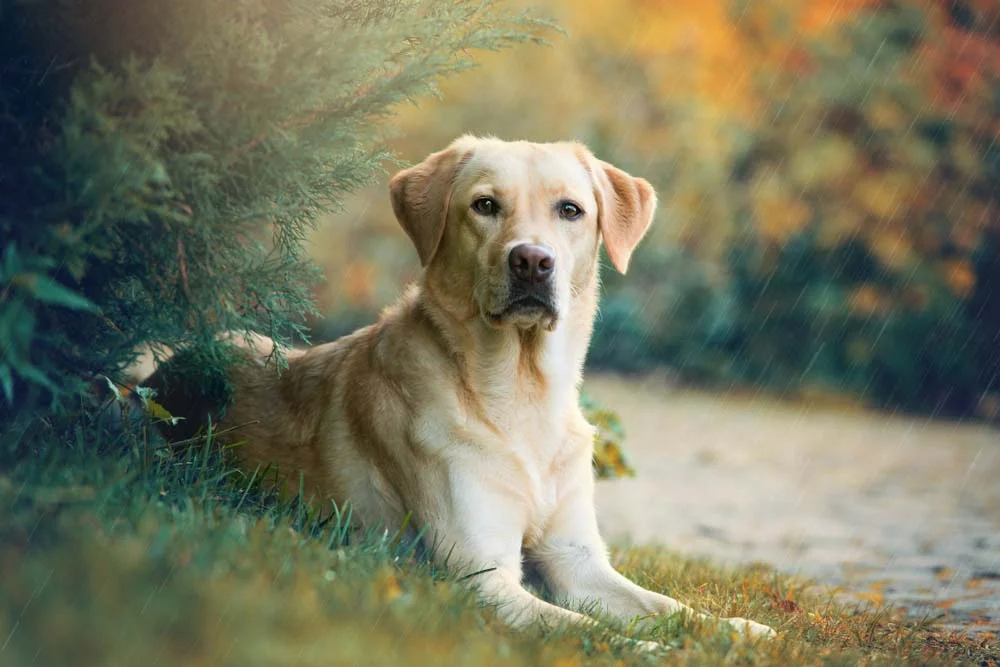 A orelha de cachorro Labrador tem um formato triangular, com ponta fina e base maior, lembrando um triângulo